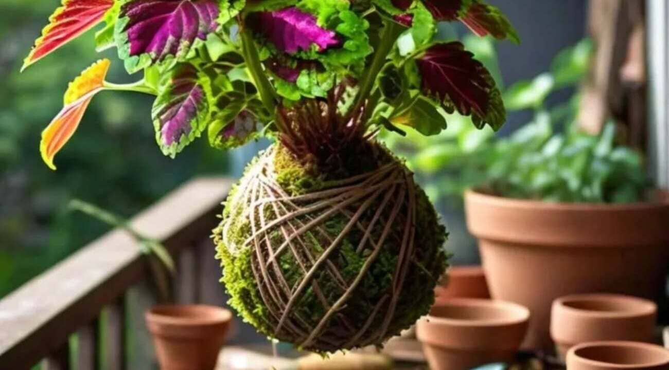 Kokedama: a arte japonesa que transformou a forma como eu vejo as plantas