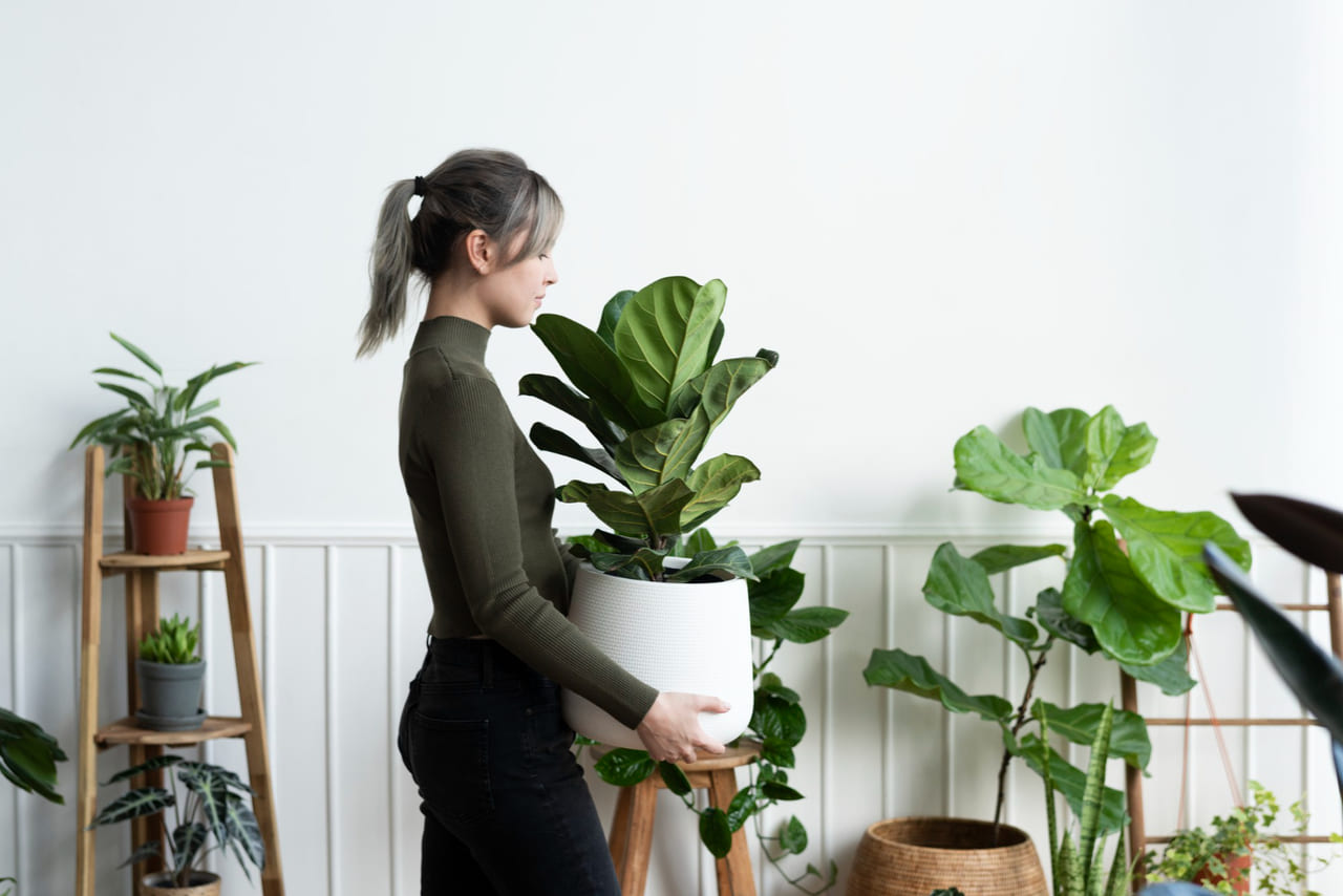 Ar puro dentro de casa: conheça plantas que purificam o ar e vivem bem sem sol direto