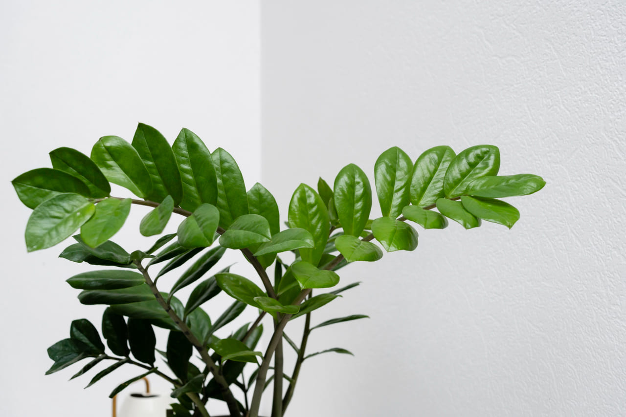 Plantas resistentes: conheça espécies que vivem bem com pouquíssima água