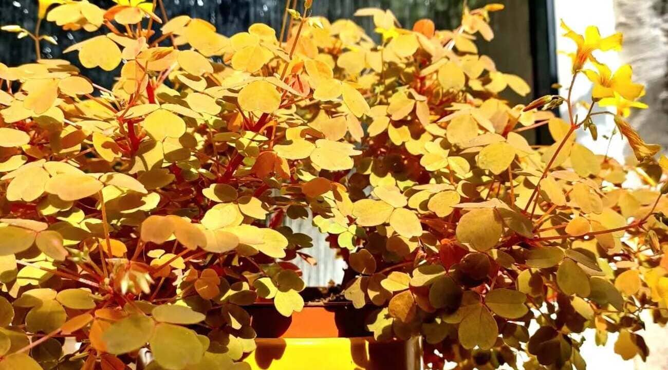 trevo amarelo