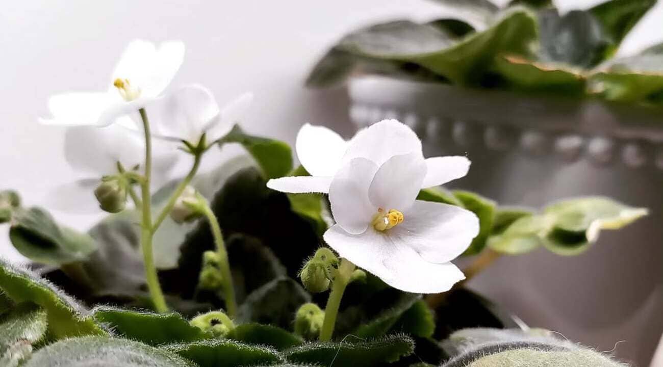 violeta africana