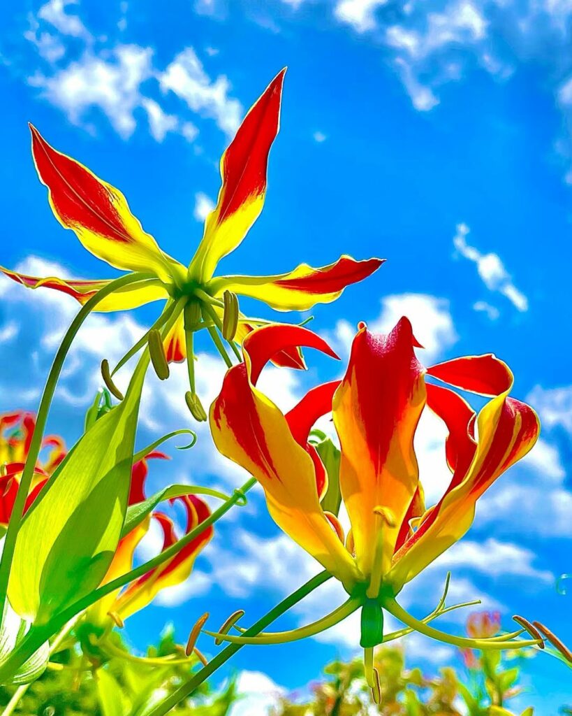 Flor gloriosa