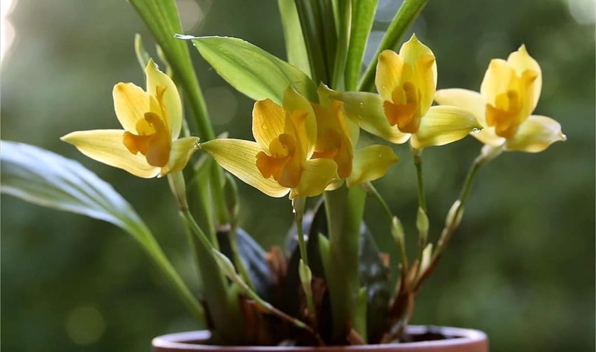 Orquidea lycaste