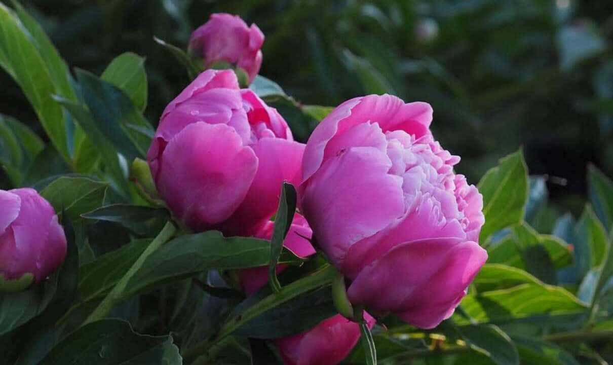 peonia-chinesa