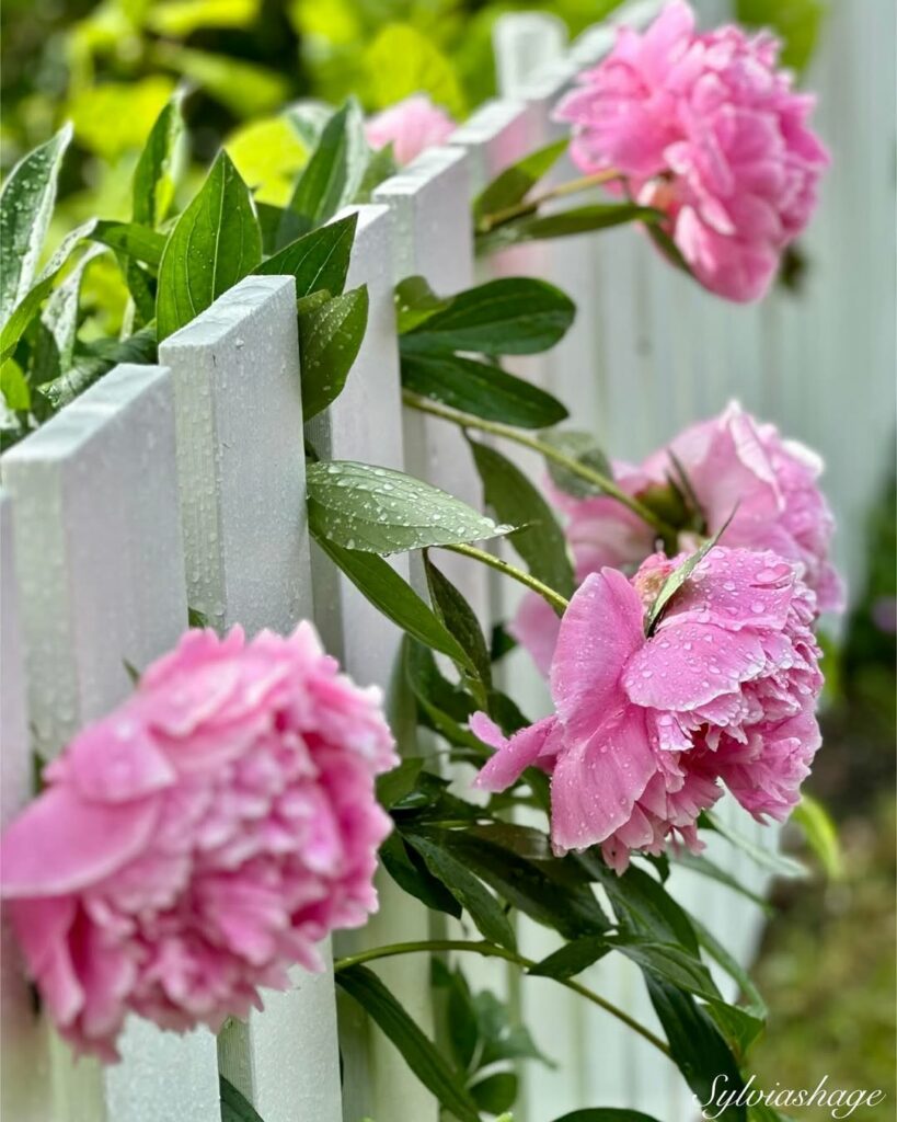 peonia-chinesa