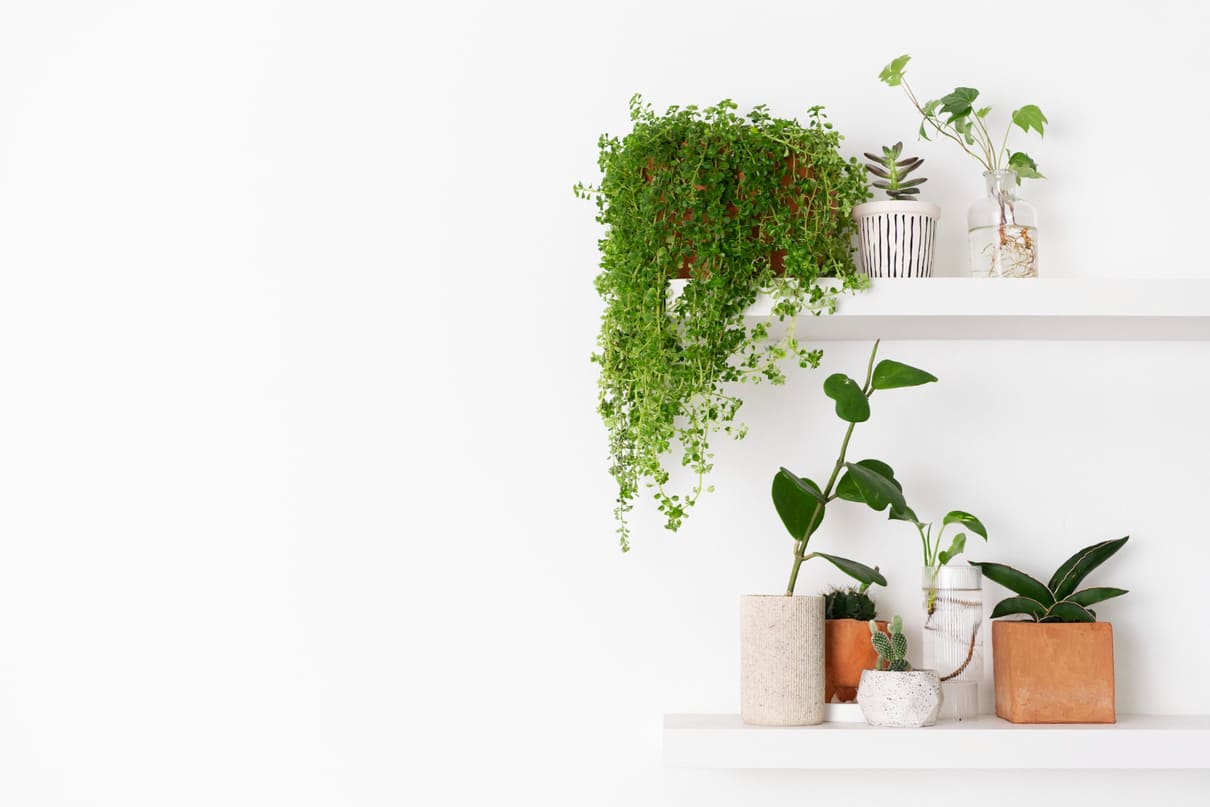 Plantas pendentes