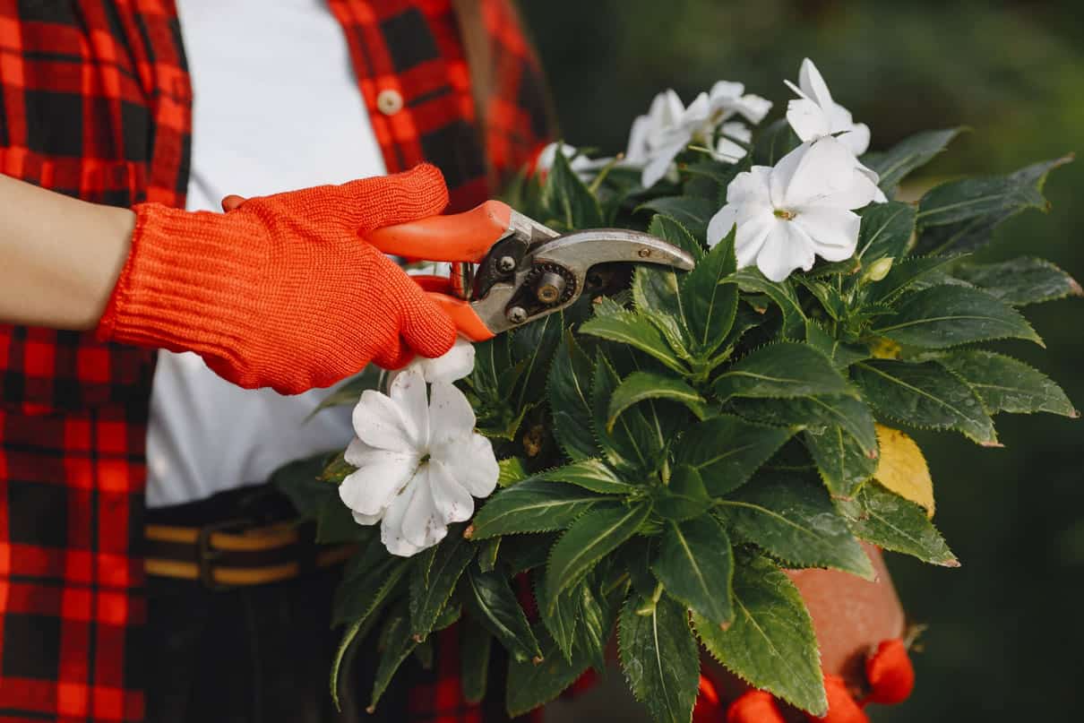 Plantas que crescem com elegância — e quase sem podas