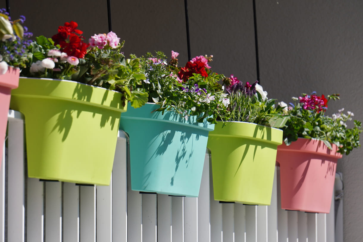 Banho de sol com charme: 6 plantas que amam a luz intensa