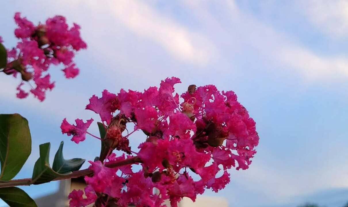 reseda