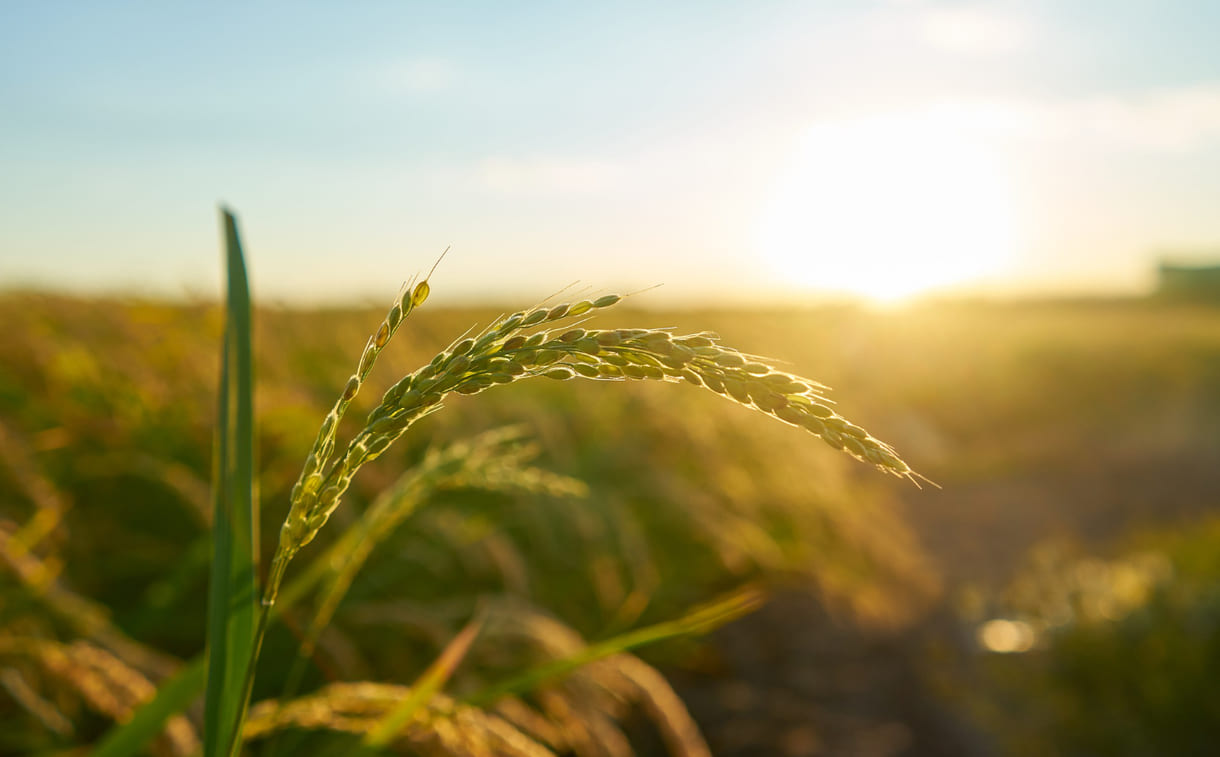 No Cerrado, o fogo é aliado: diversidade da flora cresce com calor e queimadas frequentes