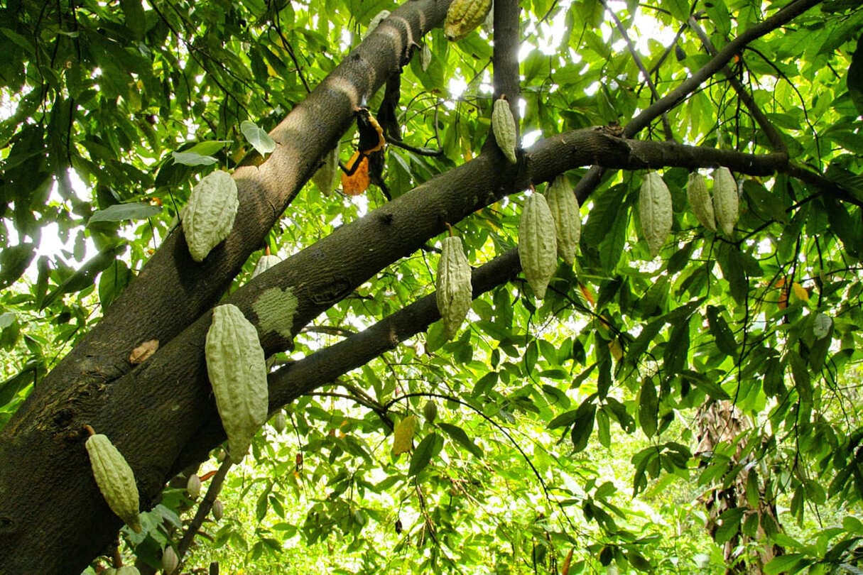 Quanto cacau tem no seu chocolate? O projeto que a indústria teme e os produtores esperam há anos