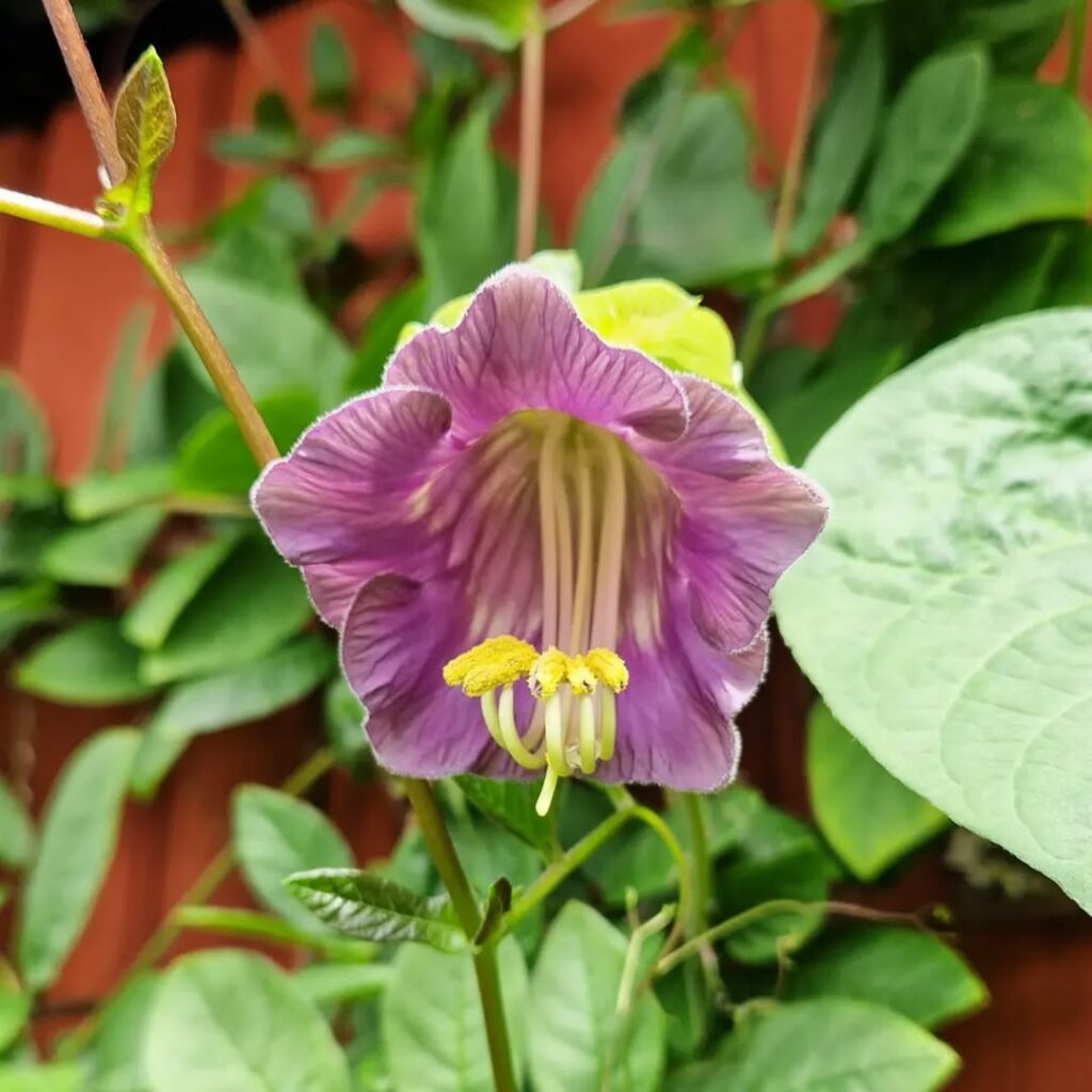 Cipó-de-sino: a trepadeira com flores encantadoras que transformam qualquer jardim
