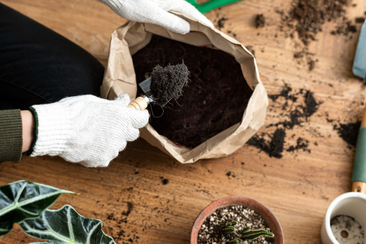 Enraizador natural: o truque caseiro para acelerar o crescimento das suas plantas