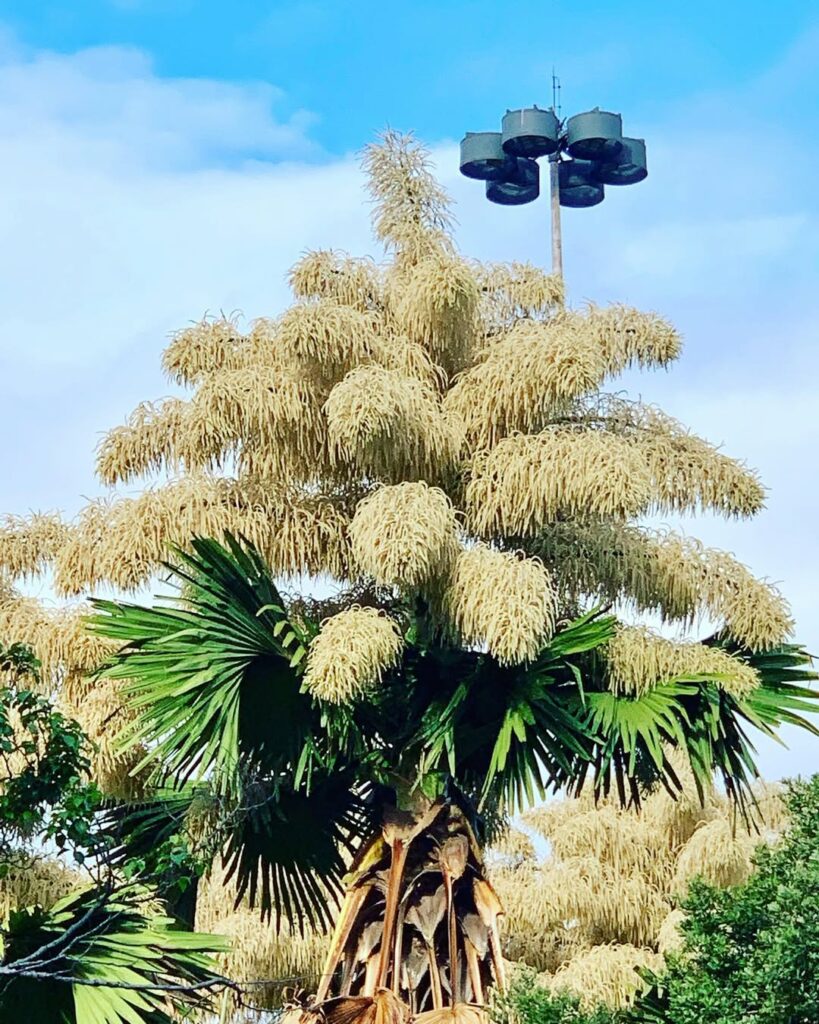 As Maiores Flores do Mundo Revelam a Grandeza da Natureza