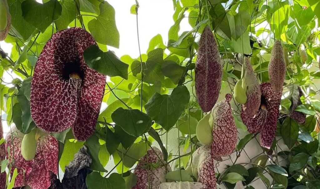 Flores não têm cheiro por acaso: a linguagem química que a evolução levou milhões de anos para criar