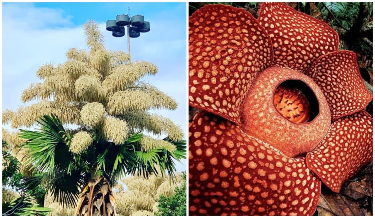 As Maiores Flores do Mundo Revelam a Grandeza da Natureza