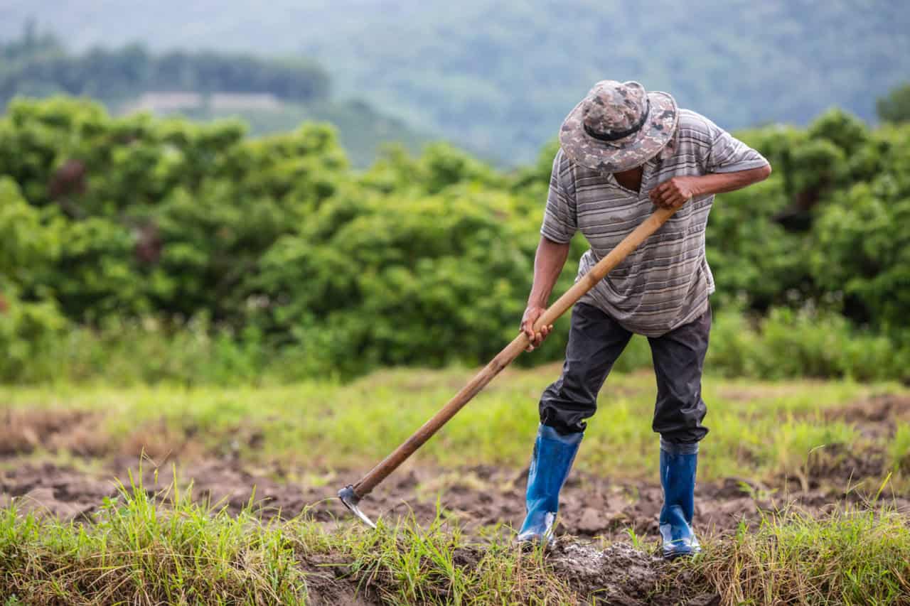 Nova cepa de fungo é descoberta em estudo com agricultores no interior de Mato Grosso