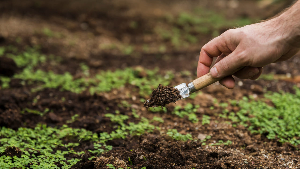 O solo que alimenta o mundo está cheio de plástico invisível e as plantas já absorveram