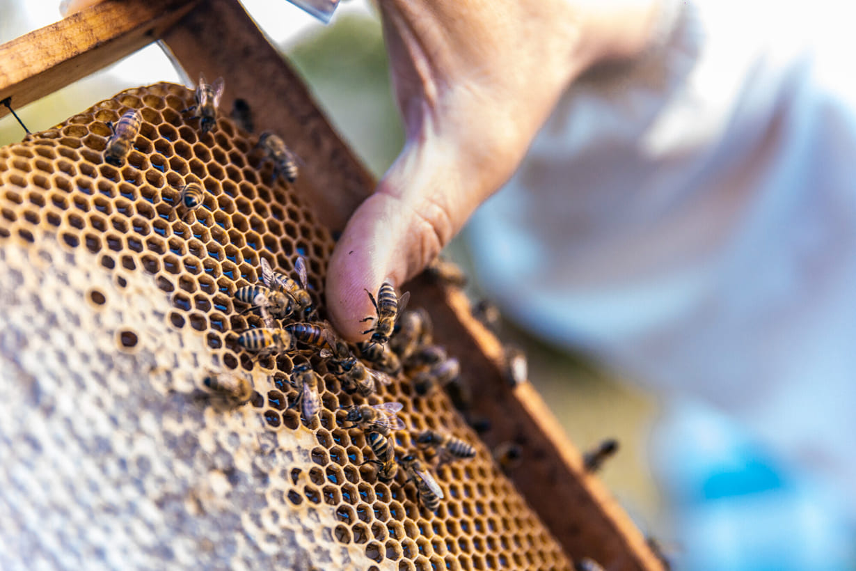Agrotóxicos afetam milhares de genes em abelhas e comprometem a polinização