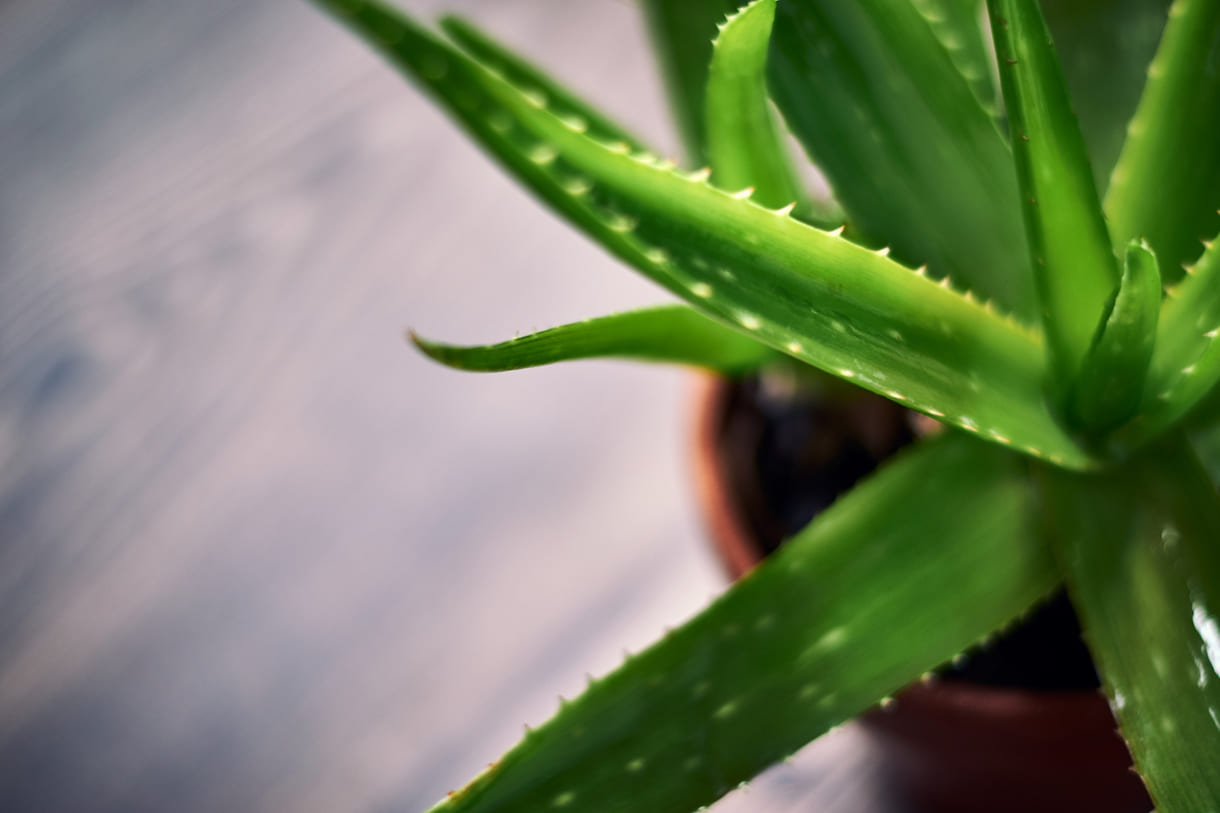 Você sabia que dá para plantar babosa a partir da folha? Aprenda como fazer em casa
