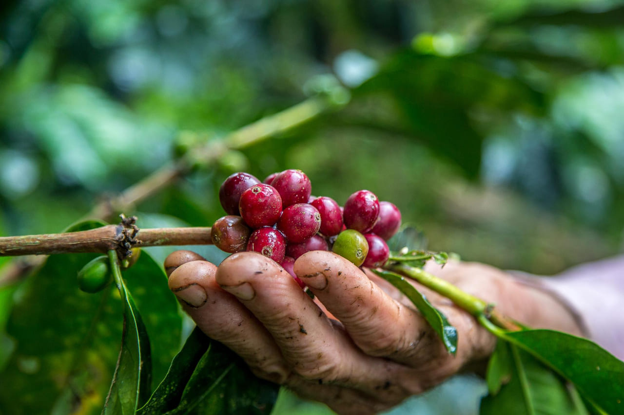 Frutificação do cafeeiro: a lâmina d'água que define o tamanho do grão e o preço na balança