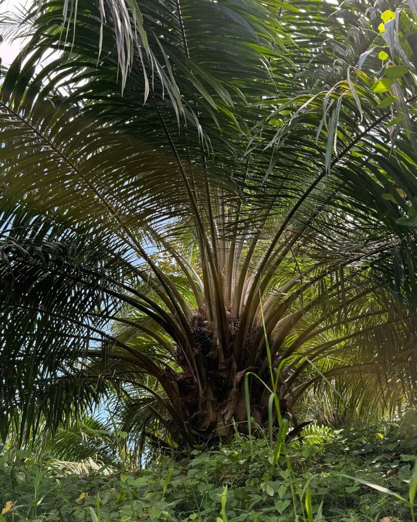 Você conhece o dendezeiro? Descubra a palmeira que deu origem ao azeite símbolo da cultura afro-brasileira