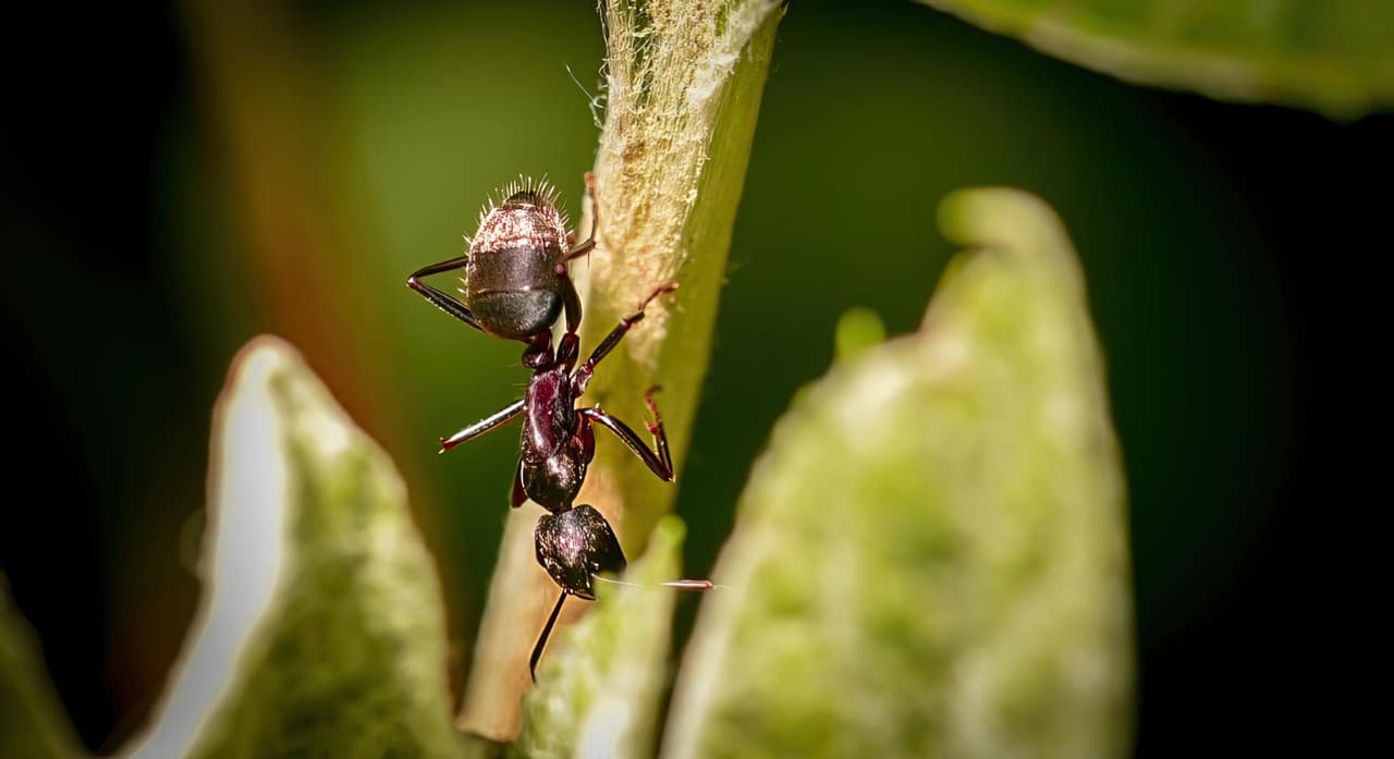 Como afastar formigas das frutíferas sem agredir a natureza