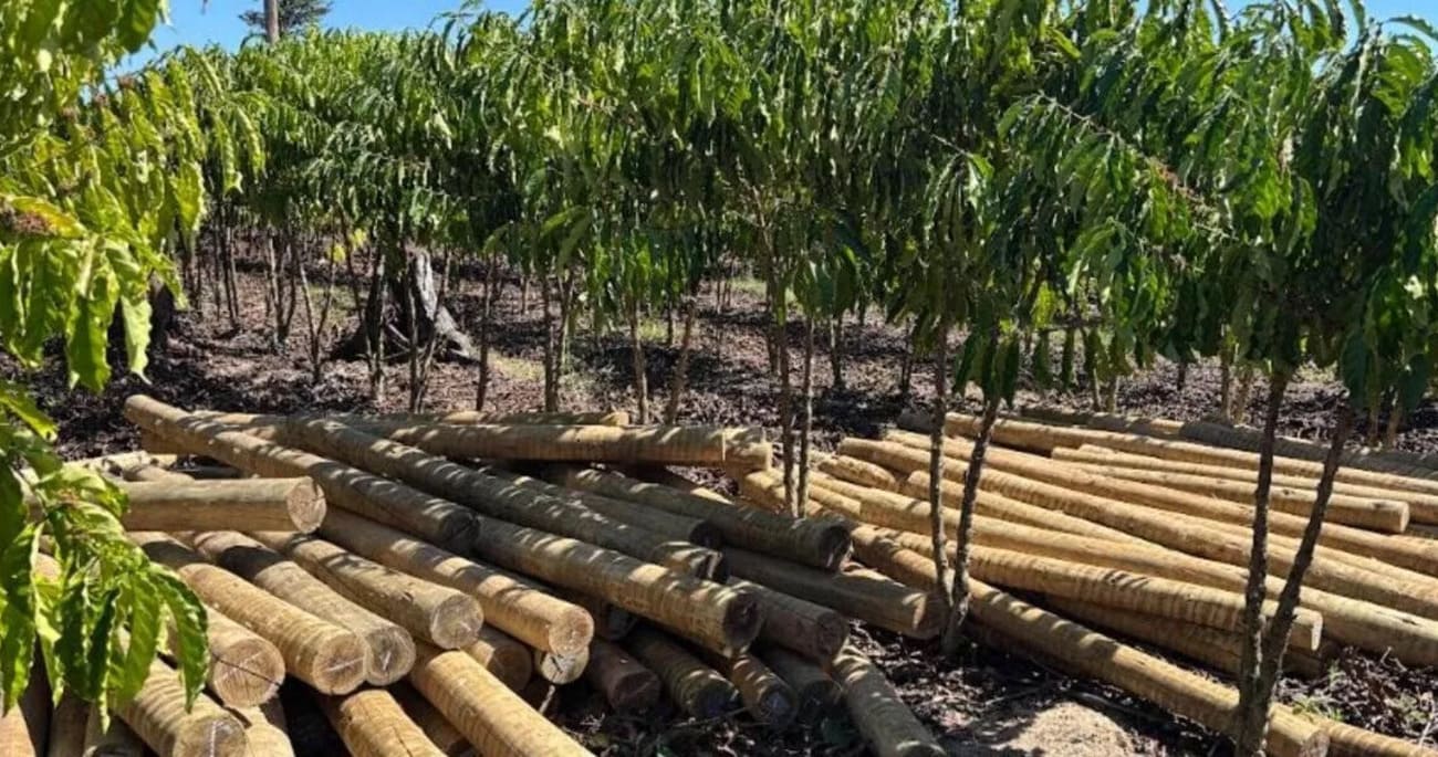 Rondônia testa modelo inovador que alia reflorestamento e geração de renda no campo