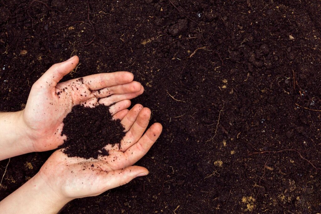 O papel do húmus de minhoca na regeneração do solo em sistemas agroflorestais