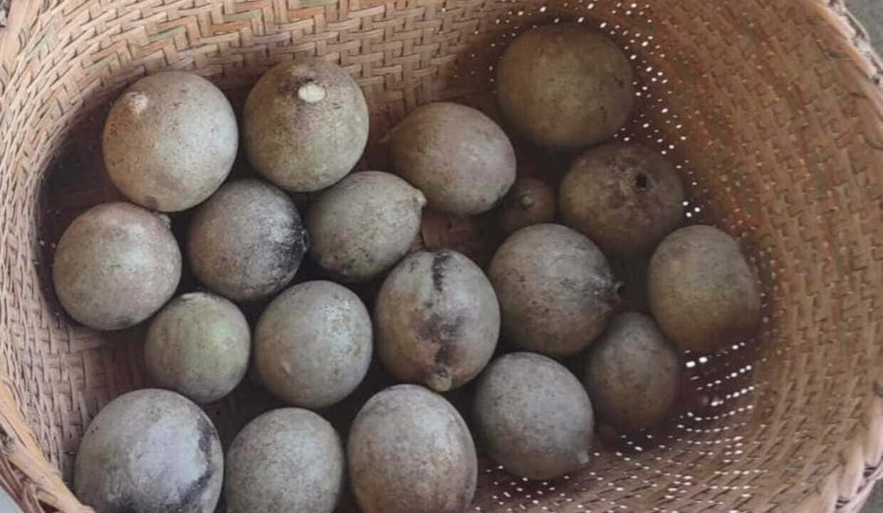 Jenipapo: mais do que fruta, uma herança viva da floresta amazônica