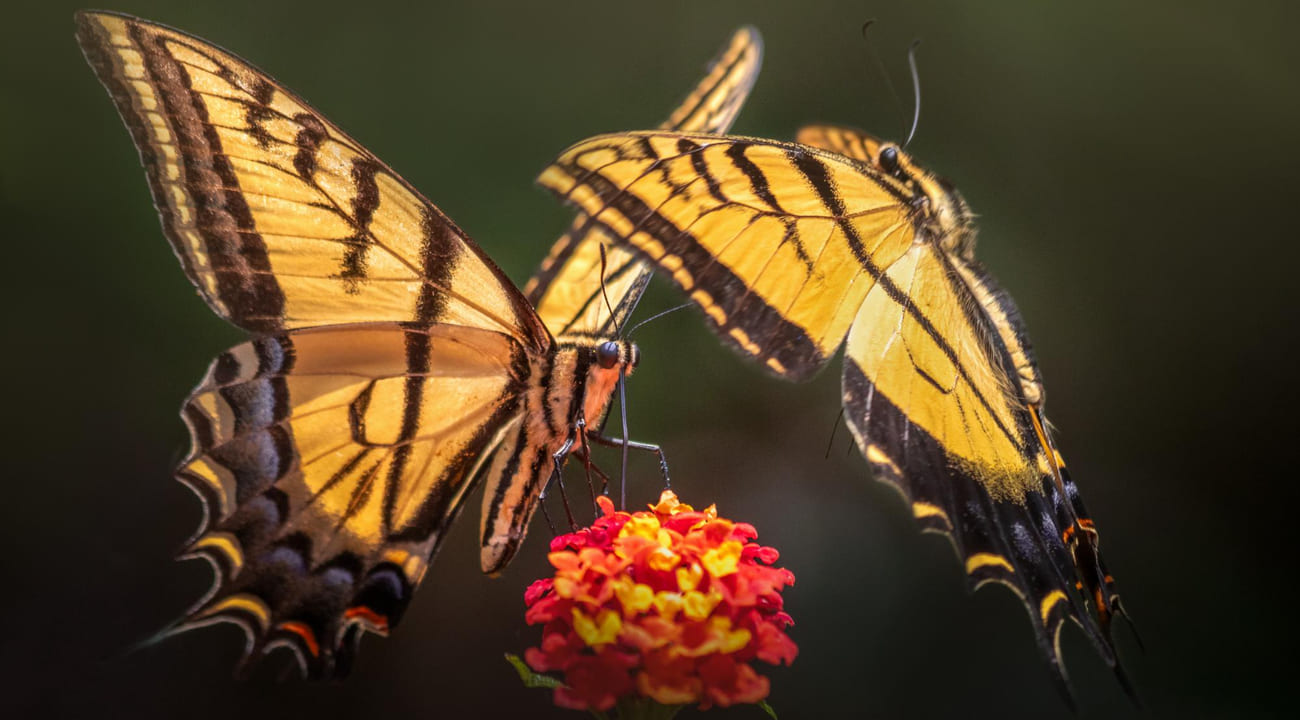 O truque perfumado das mariposas: como elas usam o aroma das plantas para acasalar