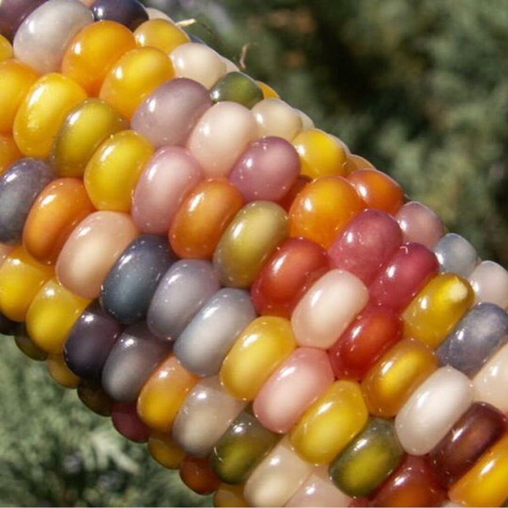 Glass Gem Corn: O milho que parece vidro e encanta pela sua história e beleza