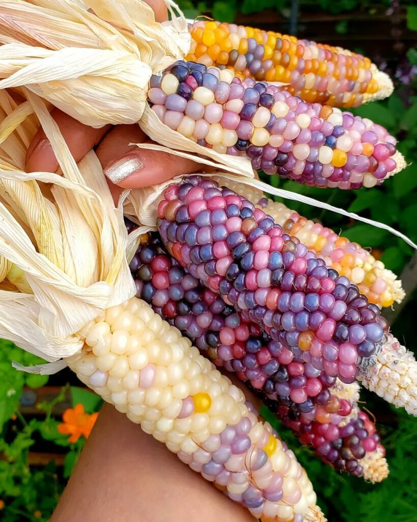Glass Gem Corn: O milho que parece vidro e encanta pela sua história e beleza