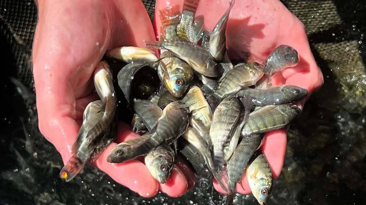 Como a Embrapa reduziu o custo da tilápia no Tocantins com uma tabela alimentar inédita