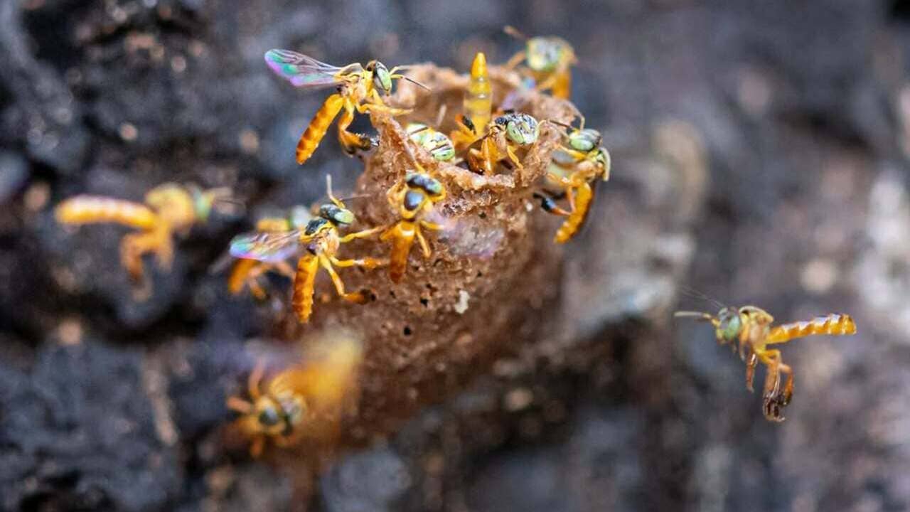 Criar abelhas sem ferrão é mais simples do que você imagina