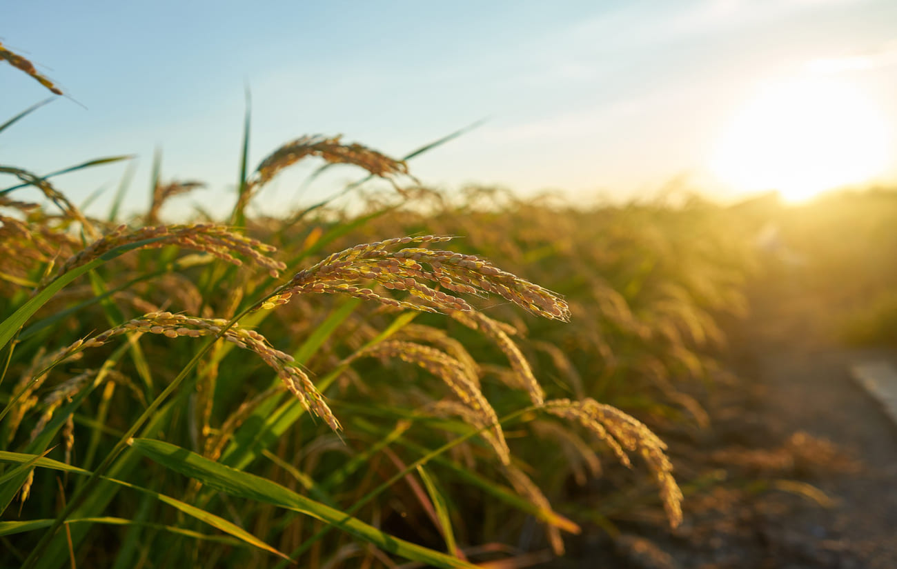 Conab abre leilão de Pepro para 350 mil toneladas de arroz no dia 5 de maio