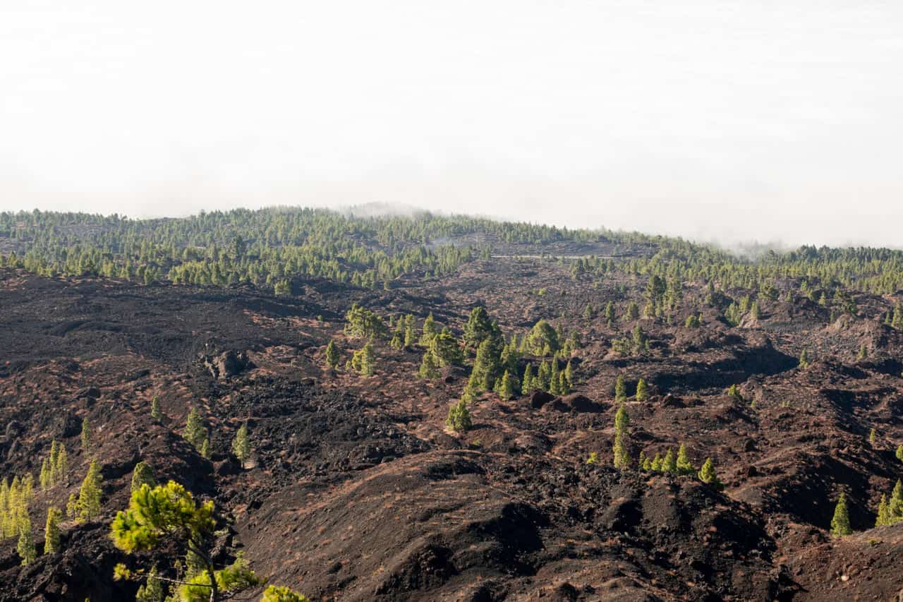 Mais de 110 milhões de hectares de natureza foram perdidos no Brasil desde 1985