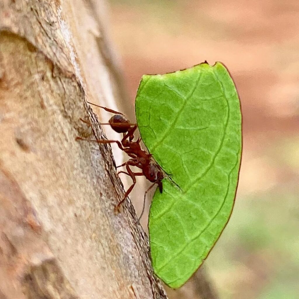 O ataque invisível da formiga-cortadeira e o impacto nas áreas de cultivo