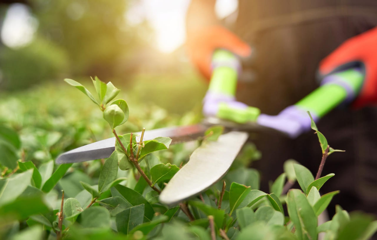 Primeiros passos na jardinagem: dicas essenciais para começar com o pé direito em 2025
