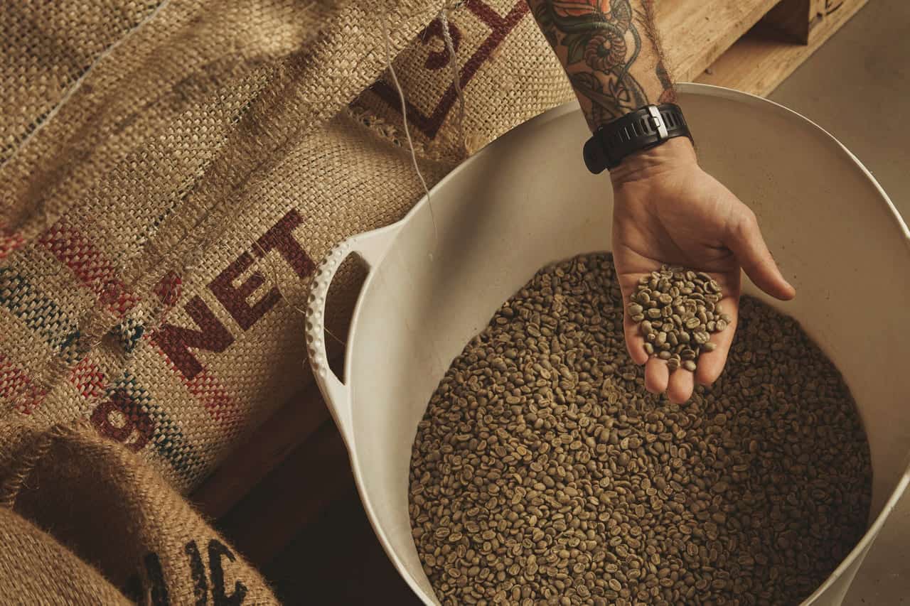 Muito além da cerveja: descubra o poder medicinal do lúpulo