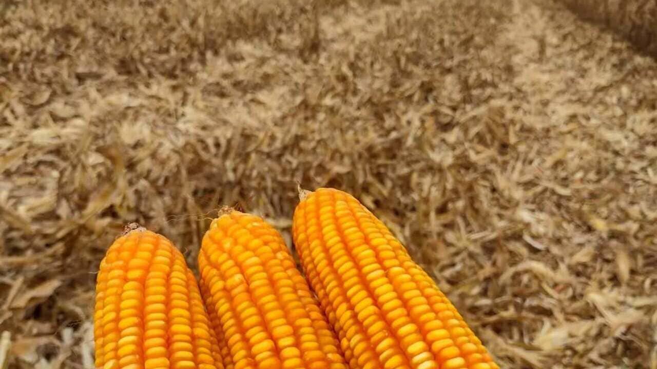 Chuvas em janeiro fortalecem a primeira safra e criam cenário favorável para o milho safrinha