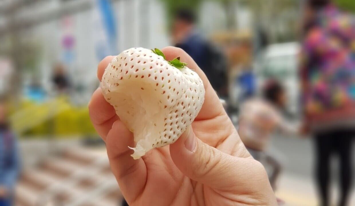 Morango branco: beleza, raridade e sabor tropical em um só fruto