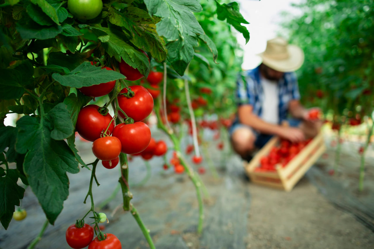 Safra de inverno começa a ganhar força e estabiliza o preço do tomate nos atacados