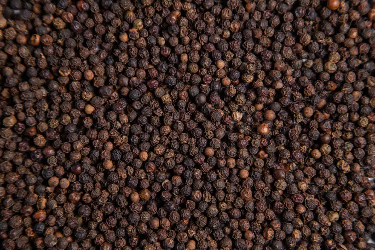 Pimenta-do-reino ganha sistema ecológico que reduz até R$ 60 mil por hectare na implantação