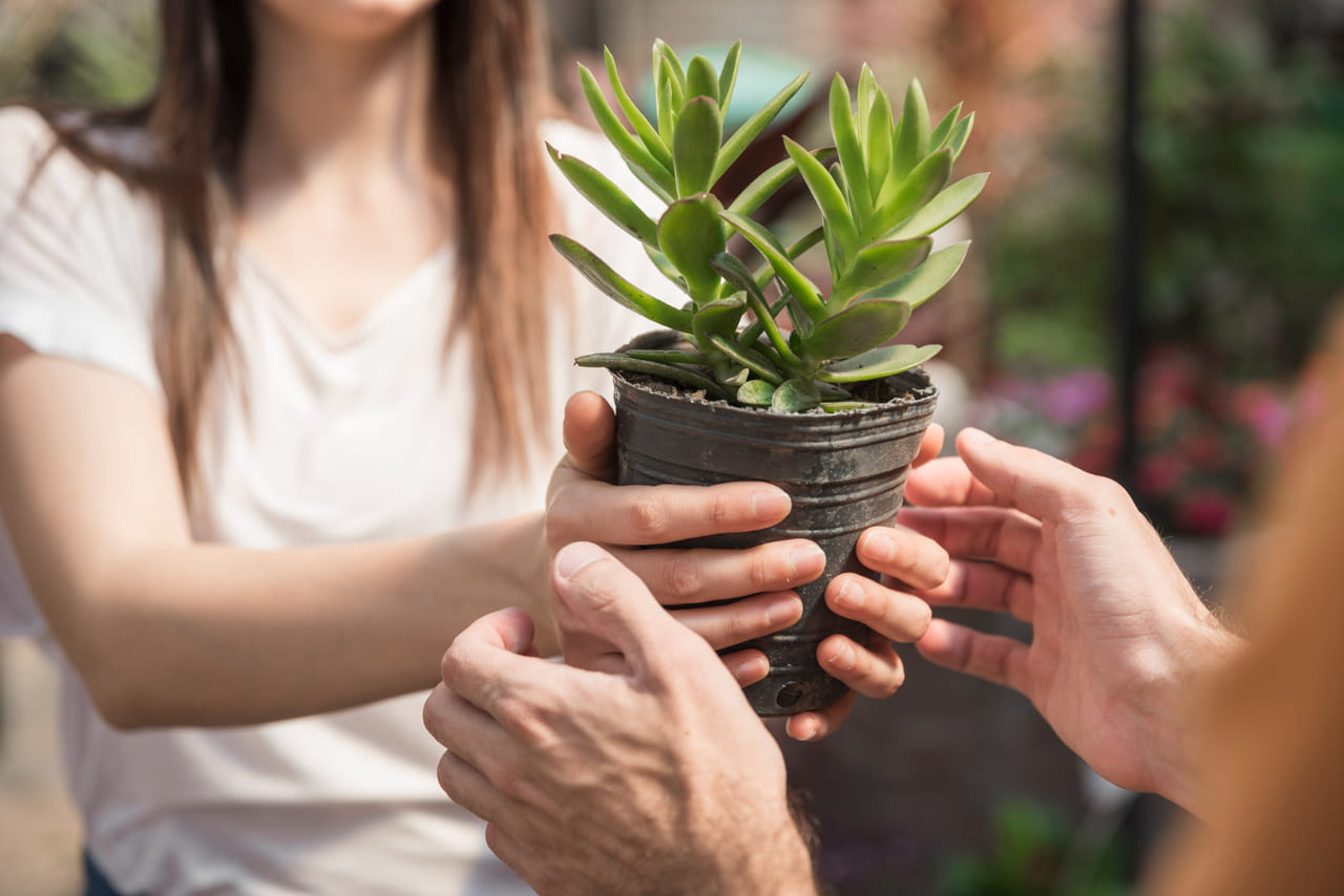 Como se define se uma planta é bonita? A ciência tem metodologia para isso, e a UEL está aplicando no Paraná