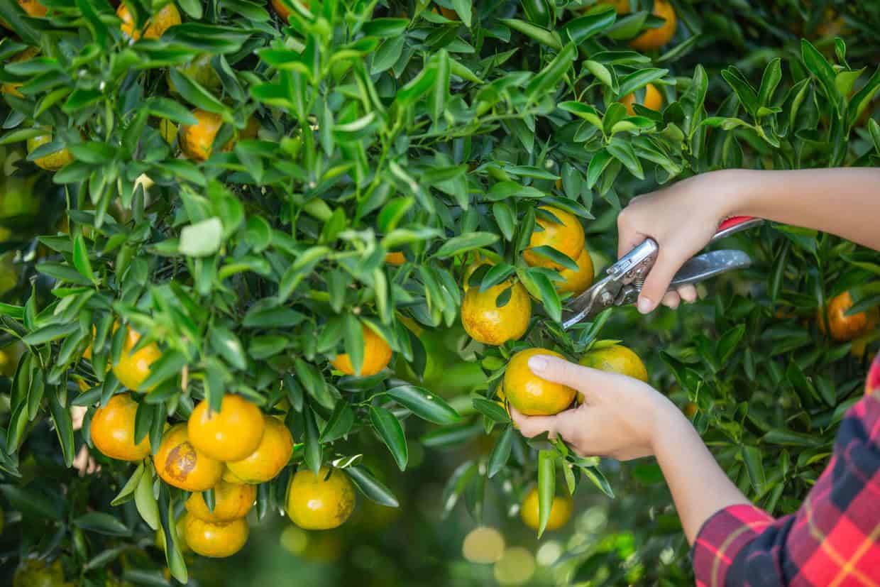 Como podar frutíferas da forma correta e turbinar sua colheita