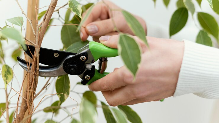 Como podar frutíferas da forma correta e turbinar sua colheita