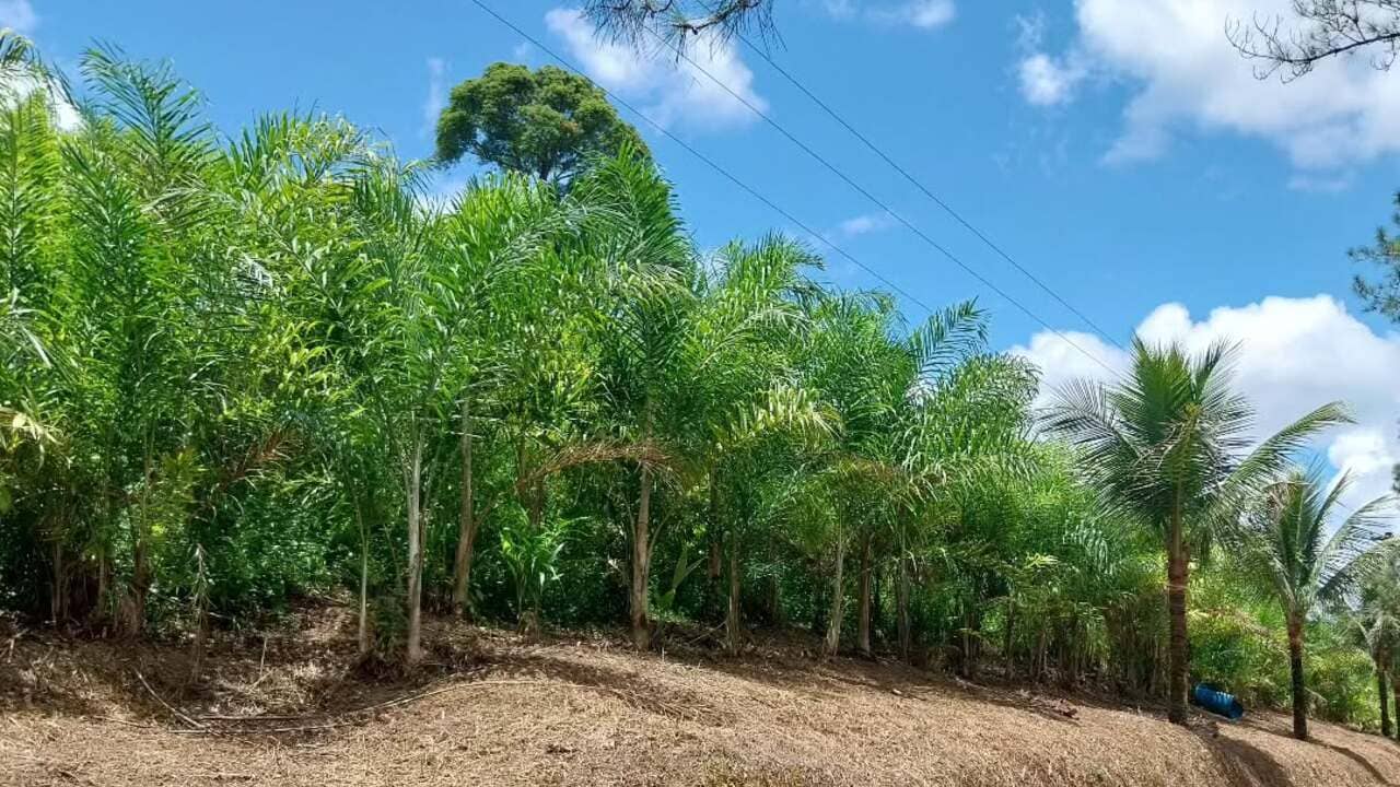 Palmito de pupunha fortalece agricultura familiar no Paraná