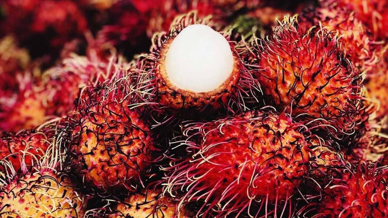 Rambutão: a fruta exótica de aparência peluda que conquista pelo sabor tropical