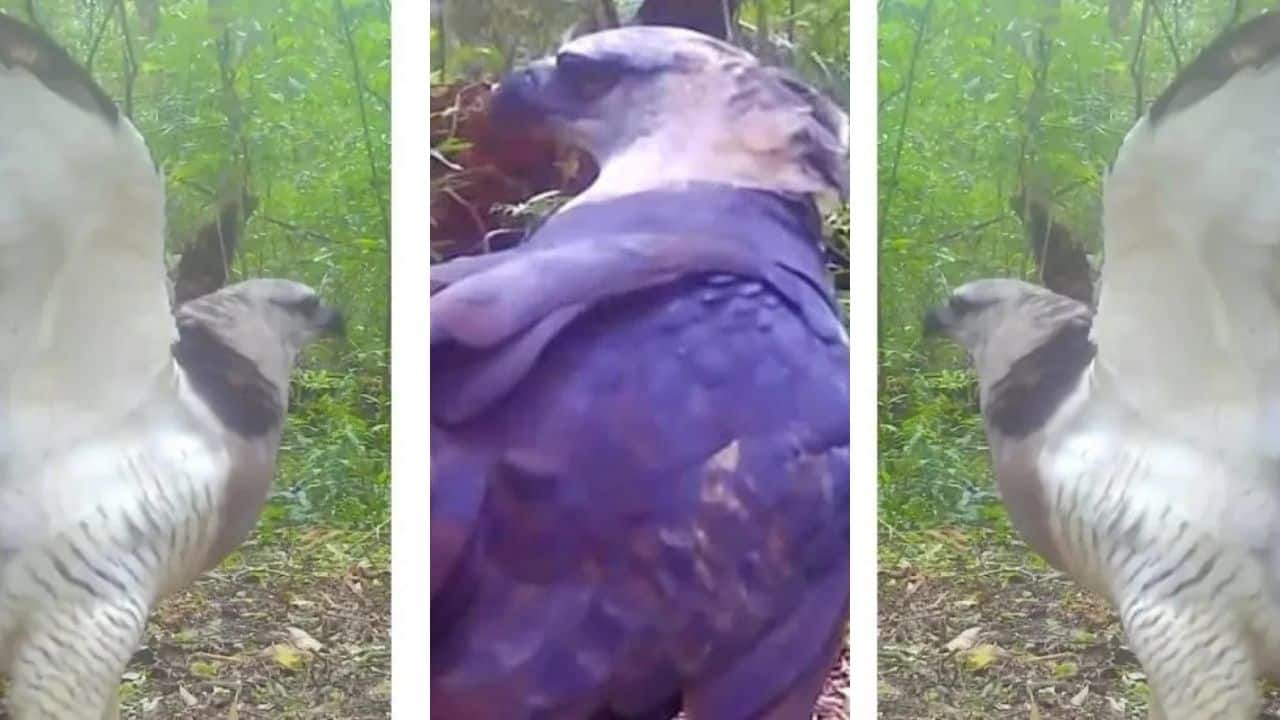 Águia-fantasma reaparece no Parque Nacional do Iguaçu e surpreende pesquisadores